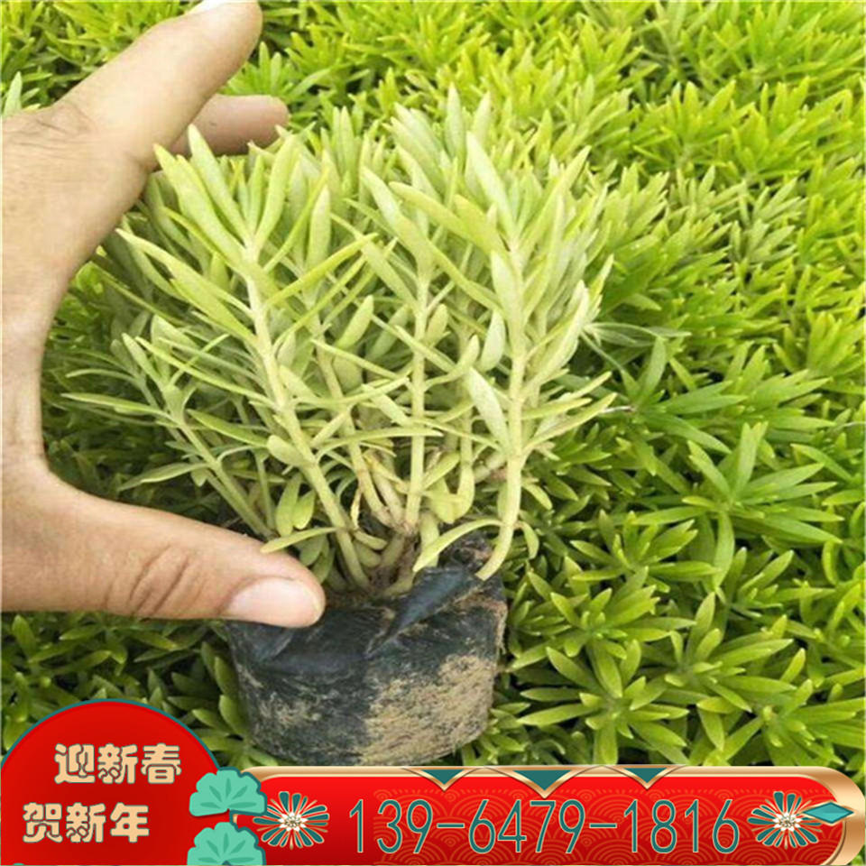节能隔热草绿叶佛甲草杯苗 屋顶植物一平方报价 金叶佛甲草袋苗价格