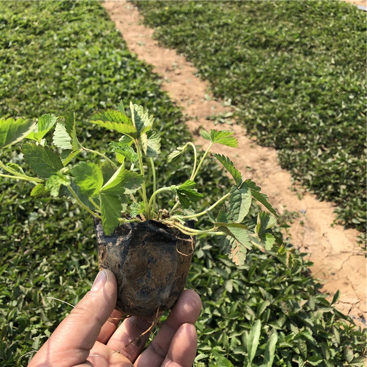 山东蛇莓小苗 量大优惠 蛇莓小苗