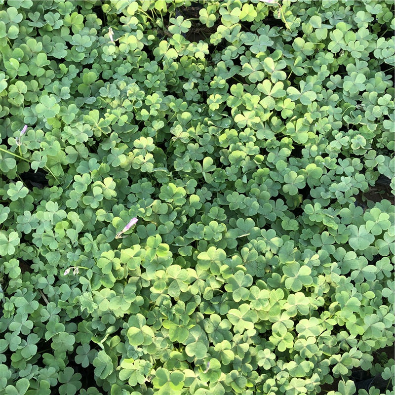 山东醡浆草种植基地 醡浆草小苗 欢迎选购