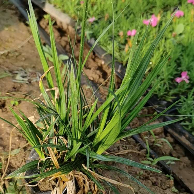 耐荫性较强的崂峪苔草出售 双亚花卉批发 量大优惠