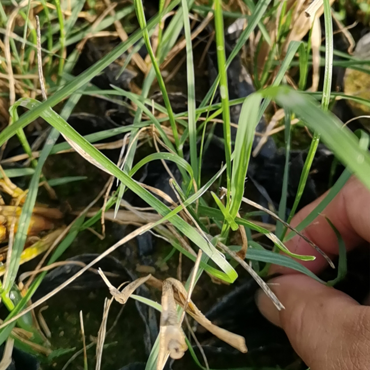 耐适度干旱的小兔子狼尾草 双亚小兔子狼尾草种植出售