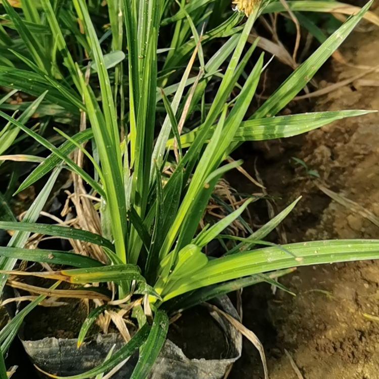 耐荫性较强的崂峪苔草出售 双亚崂峪苔草花卉批发 质优价廉