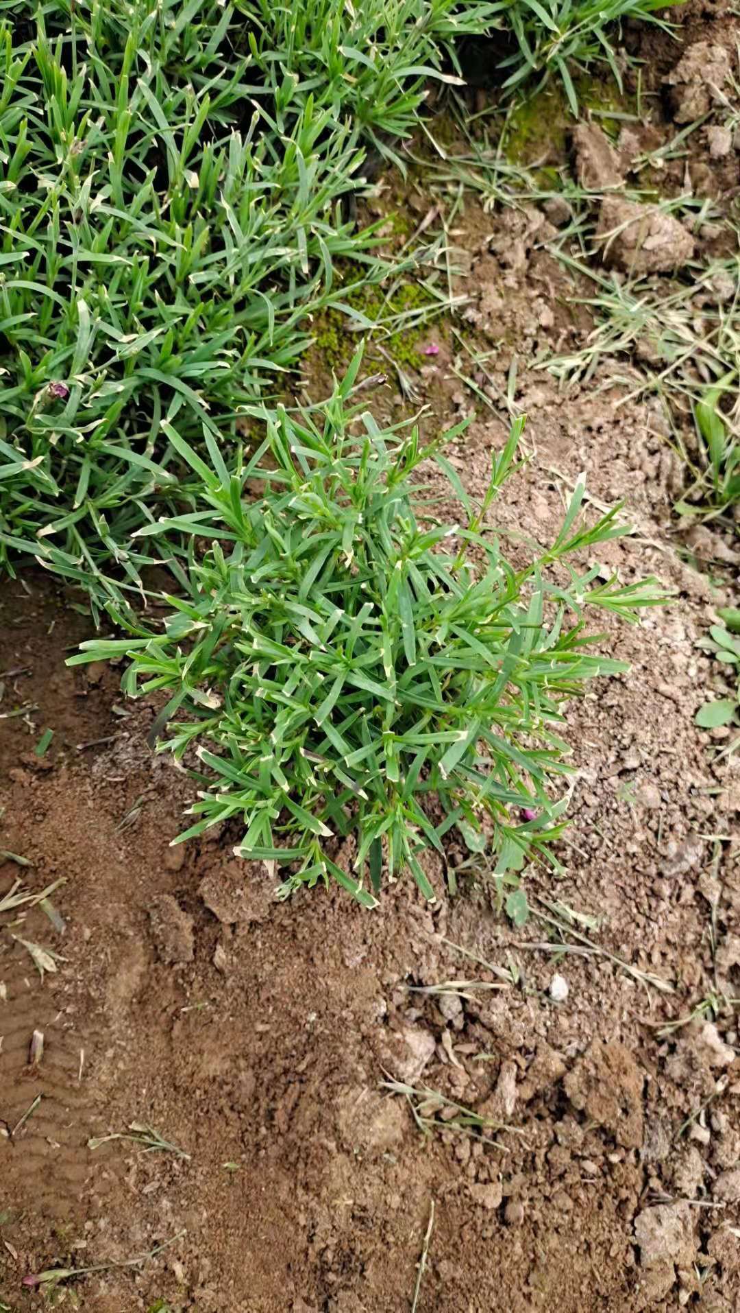 常年开花欧石竹