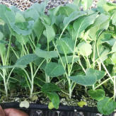 山东有机花菜种苗     露天种植有机花菜种苗硬度高耐储运