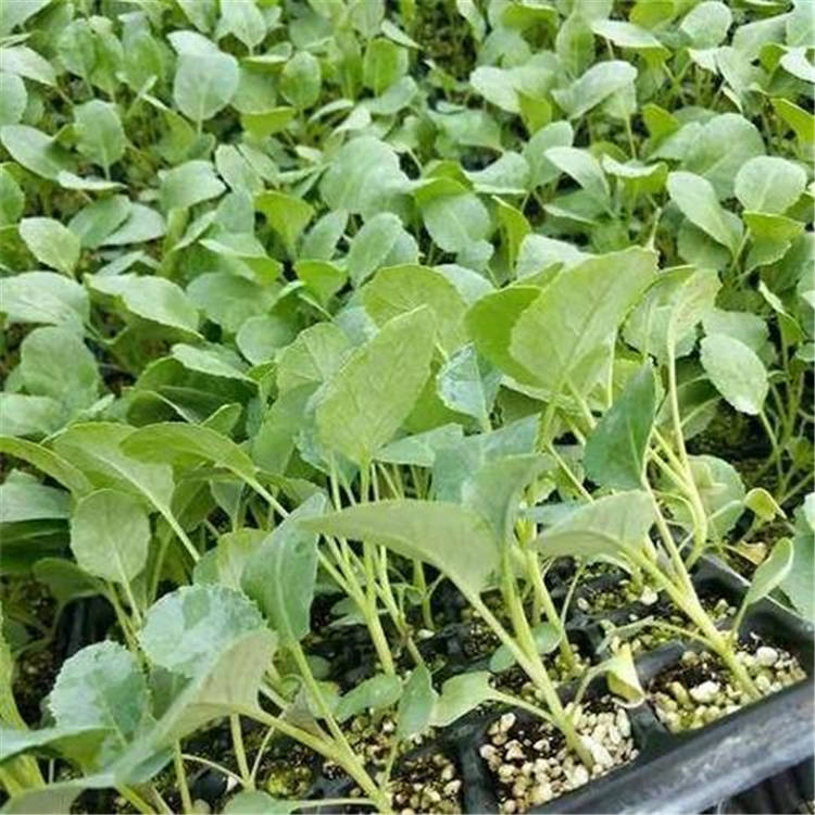 潍坊抗死棵青花菜种苗     抗死棵青花菜种苗欢迎咨询
