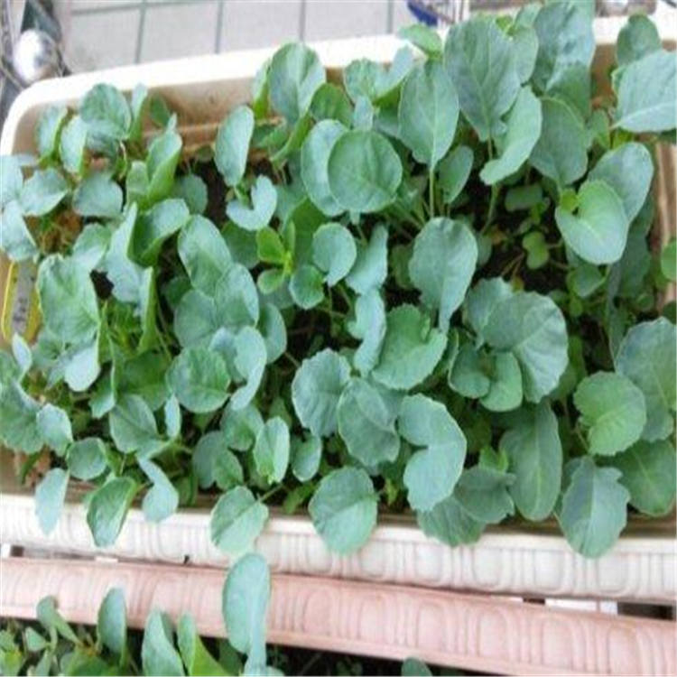 寿光花菜种苗     新品种花菜种苗育苗基地发货