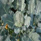 潍坊耐寒高产松花菜种子     耐寒高产松花菜种子大量发货