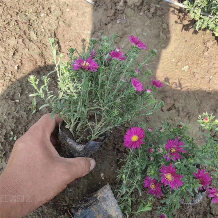 荷兰菊批发 青州荷兰菊价格 荷兰菊精选厂家 江瑞园艺厂家直供