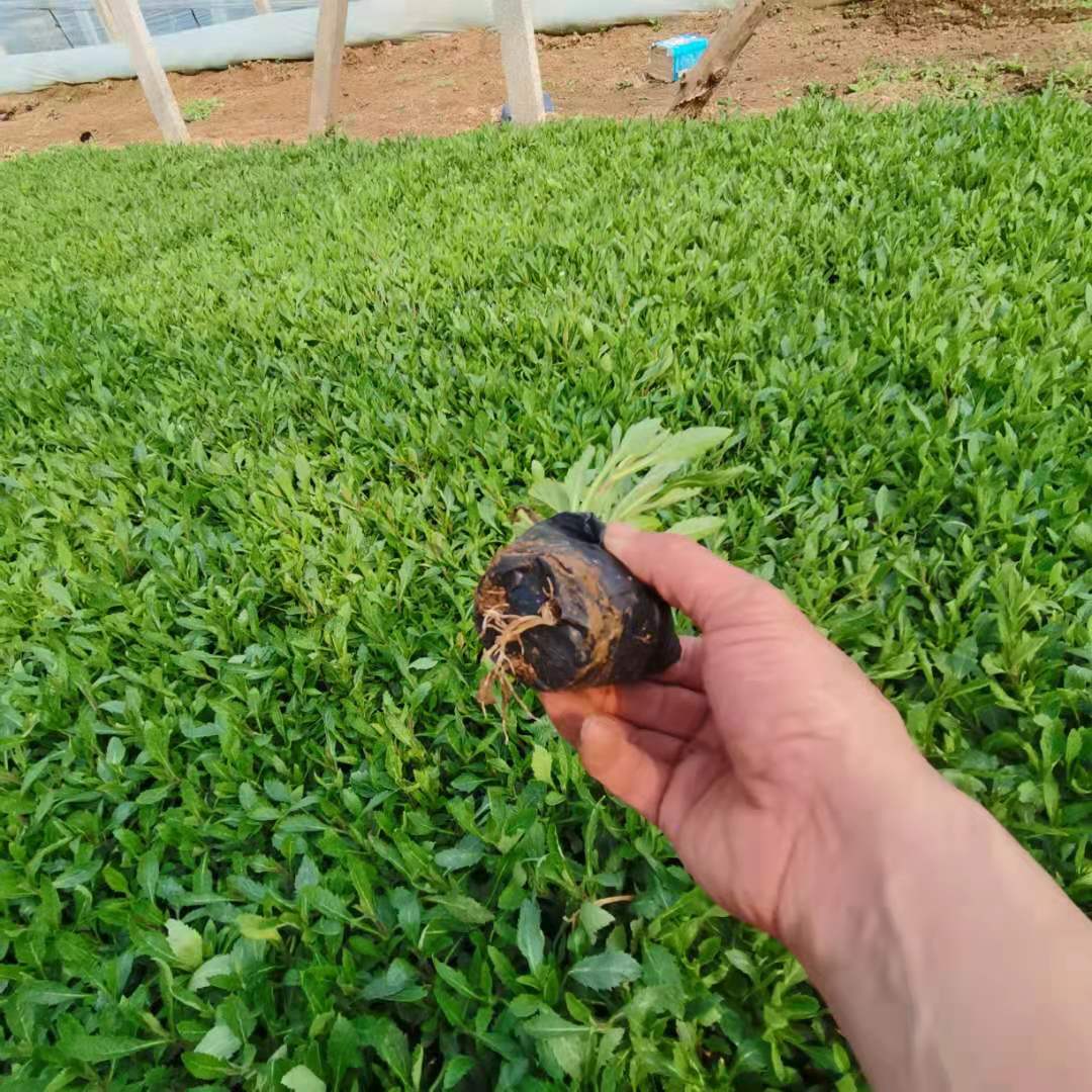 供应柳叶马鞭草苗 锦帆基地批发销售