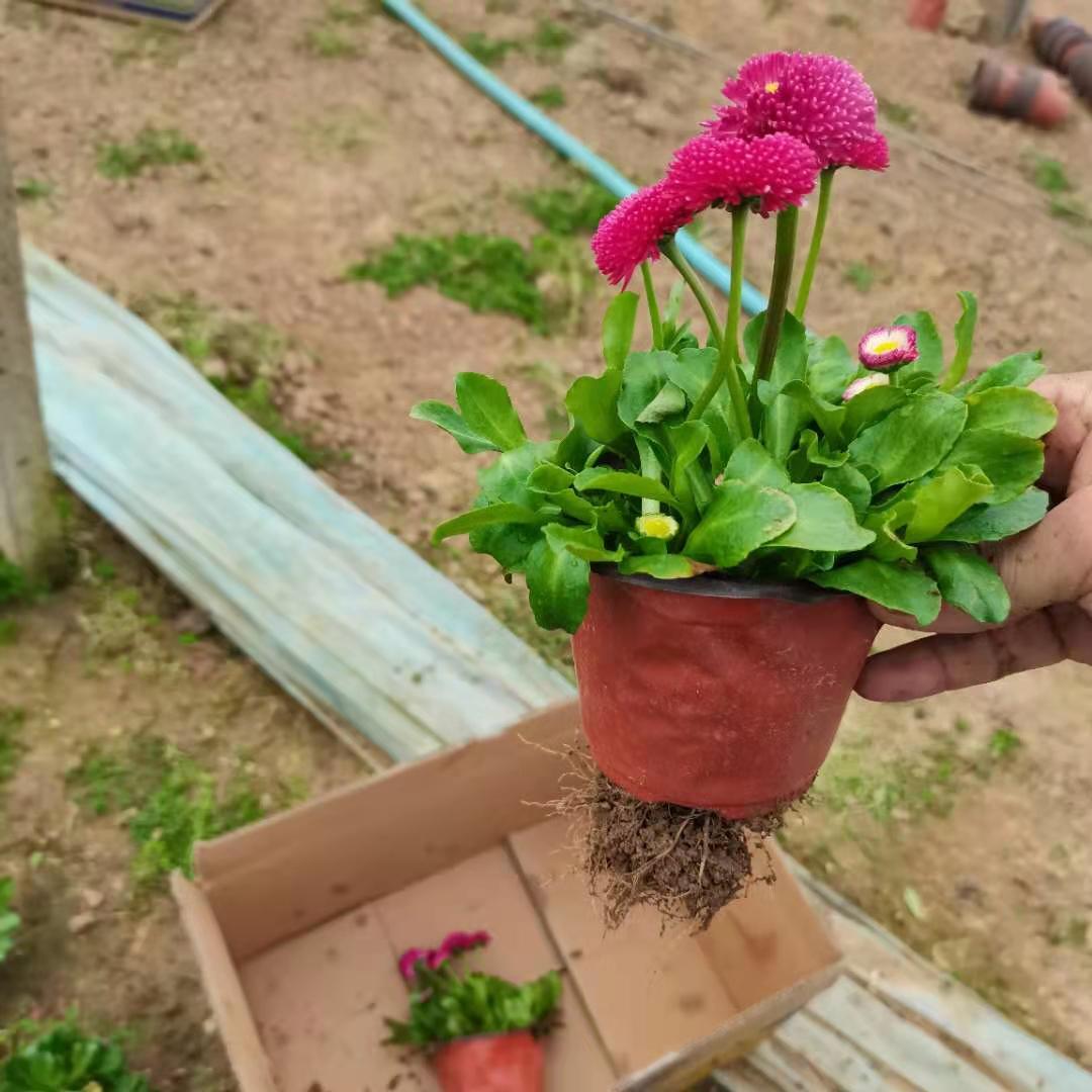雏菊基地供应各种草花 锦帆 小区绿化盆栽花