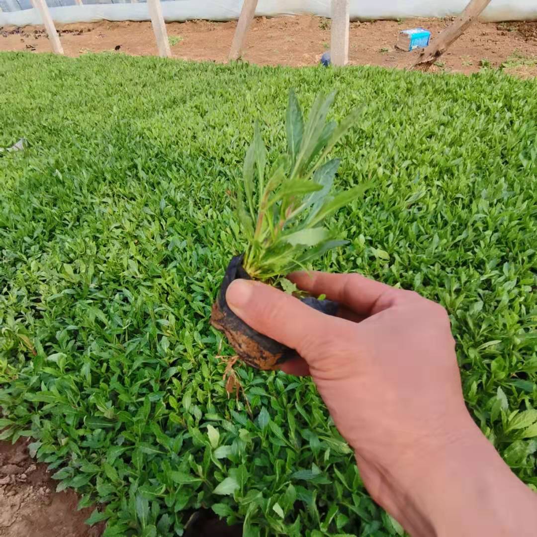 山东青州杯苗种植 基地销售柳叶马鞭草 量大优惠
