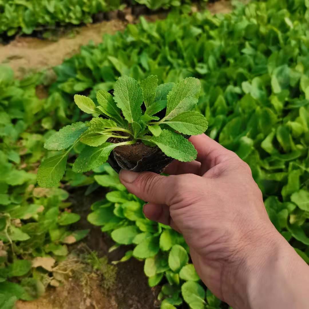 锦帆基地 宿根花卉 耐寒地被鼠尾草批发