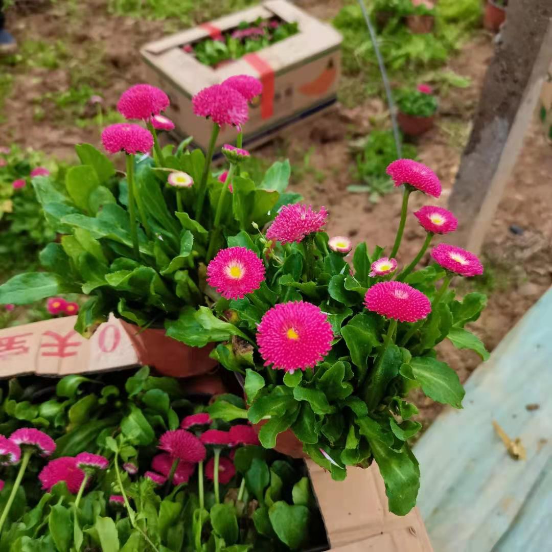 山东基地出售 雏菊批发基地 大型苗圃供应