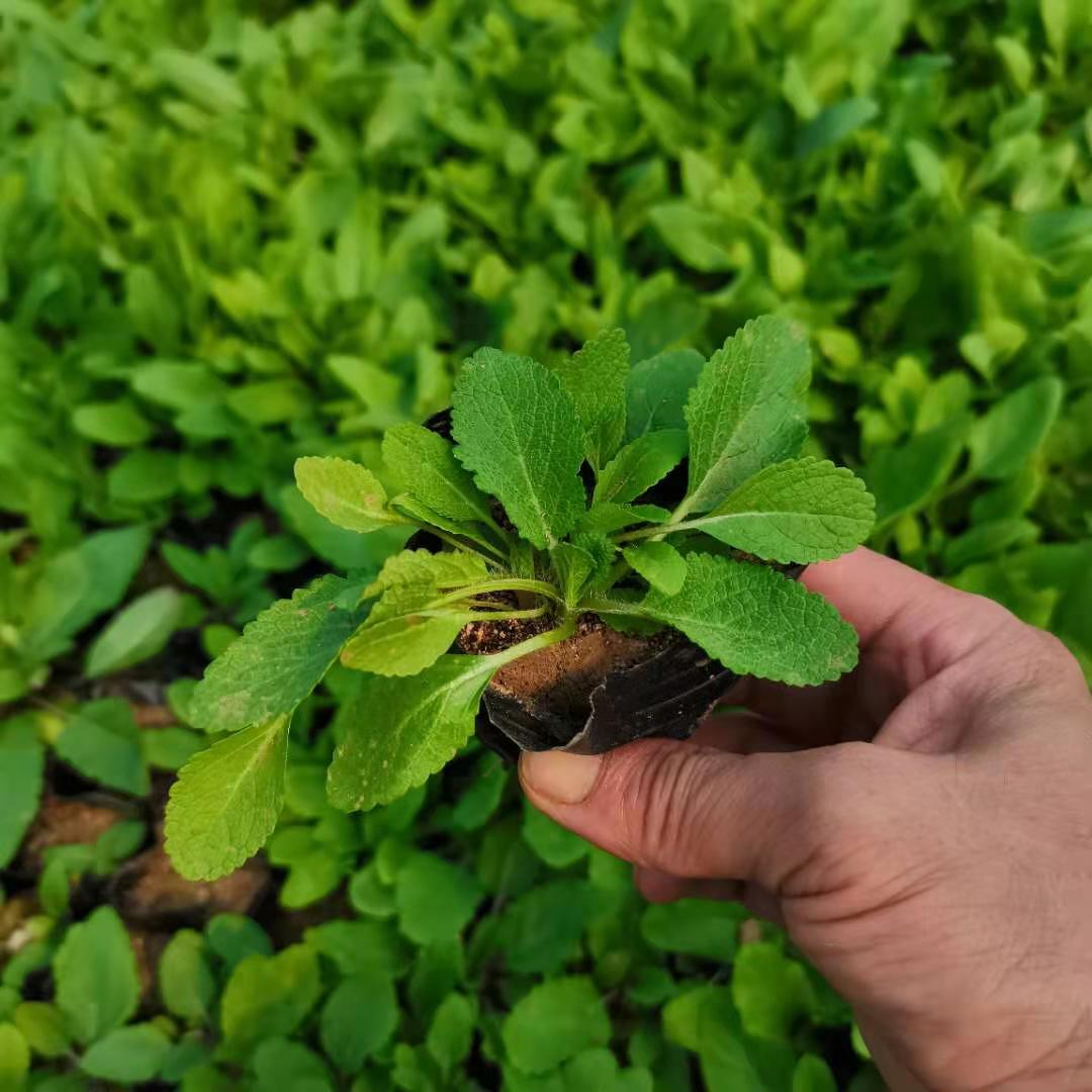 批发各种时令草花 地被鼠尾草供应 品种比较全 