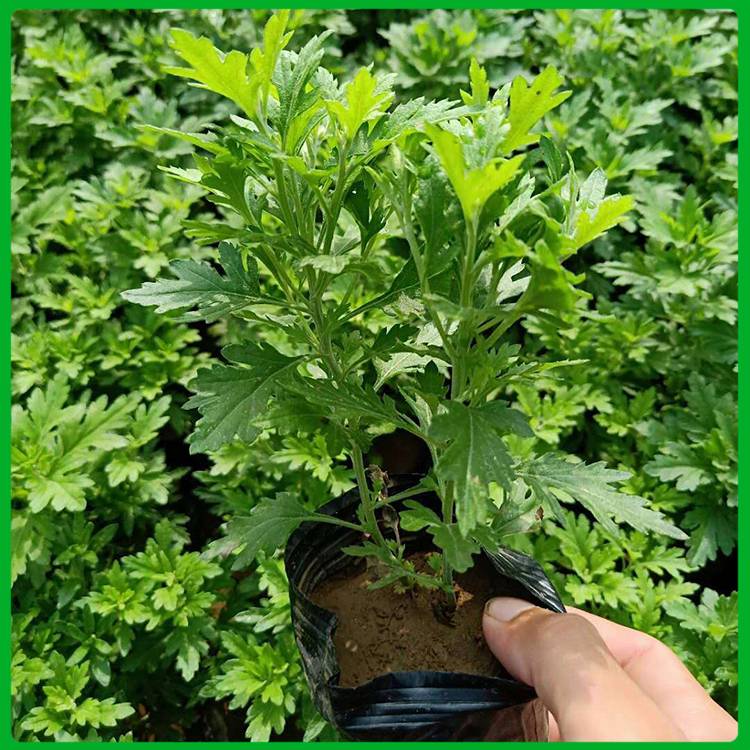 青州地被菊行情 好苗预定 园林观赏地被菊
