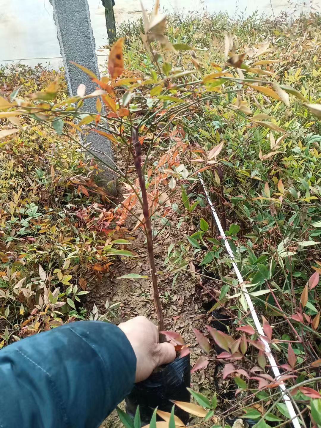 南天竹价格   火焰南天竹   青州南天竹基地