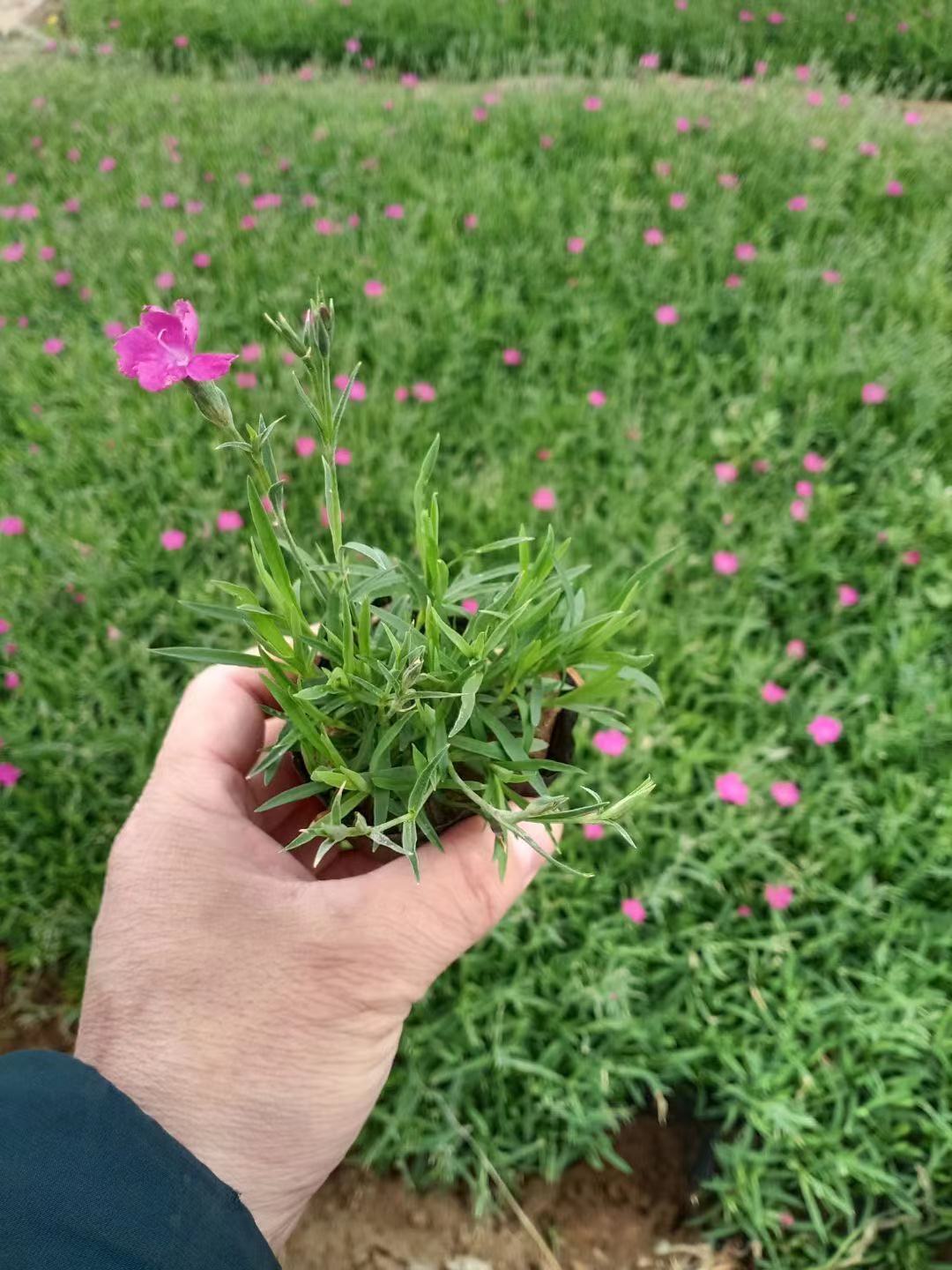 欧石竹价格    五彩石竹基地    青州草花基地     地被石竹   