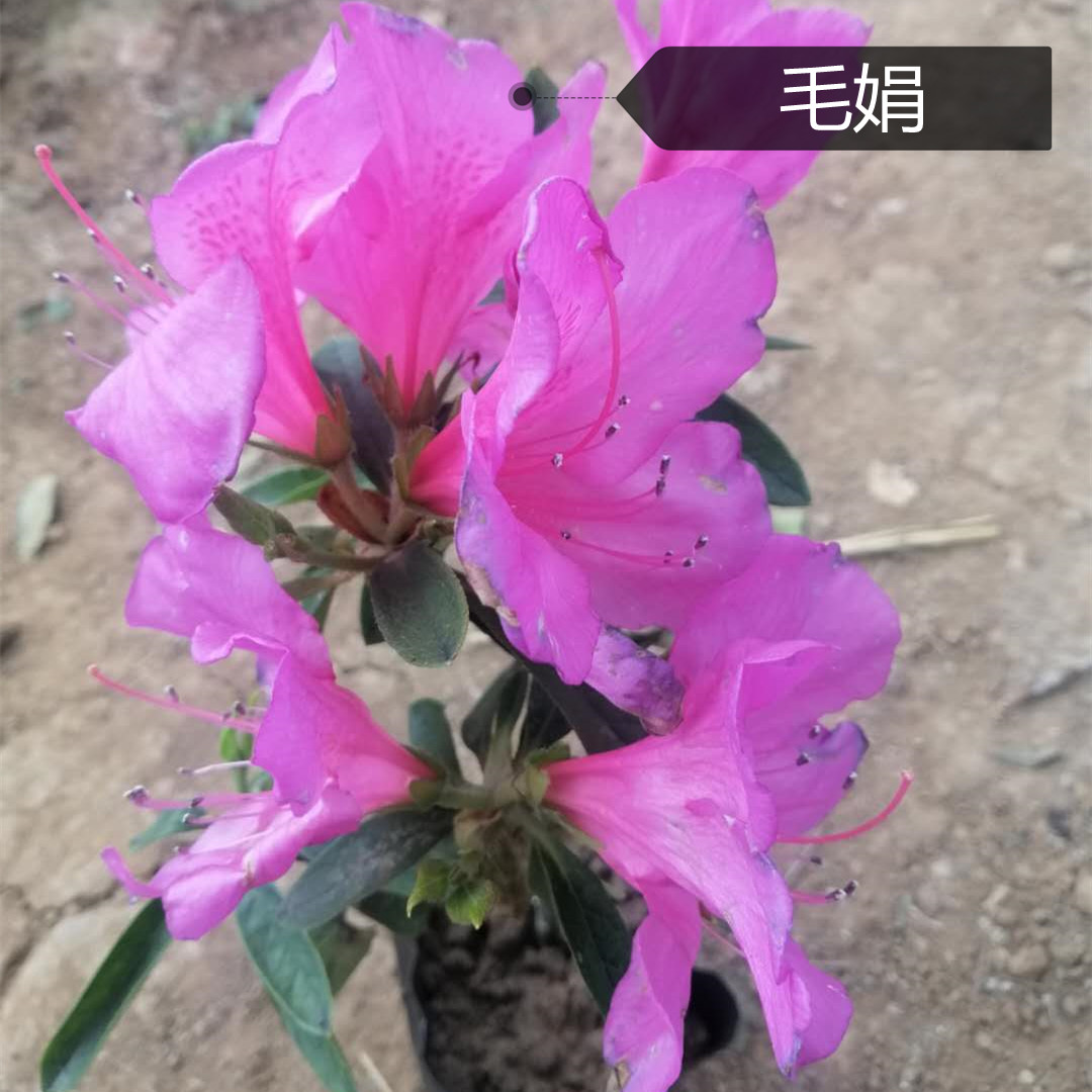 毛娟批发 园林绿化苗木 山东毛娟