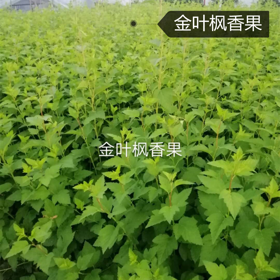 山东金叶枫香果   金叶枫香果种植基地   金叶枫香果