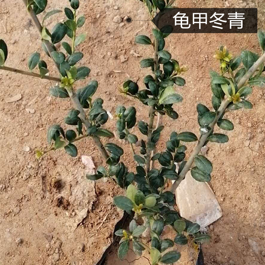 华德花卉 龟甲冬青地栽苗 工程园林绿化龟甲冬青批发