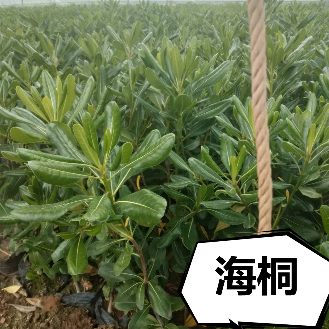 华德花卉 绿篱海桐苗 苗圃供应海桐 量大从优