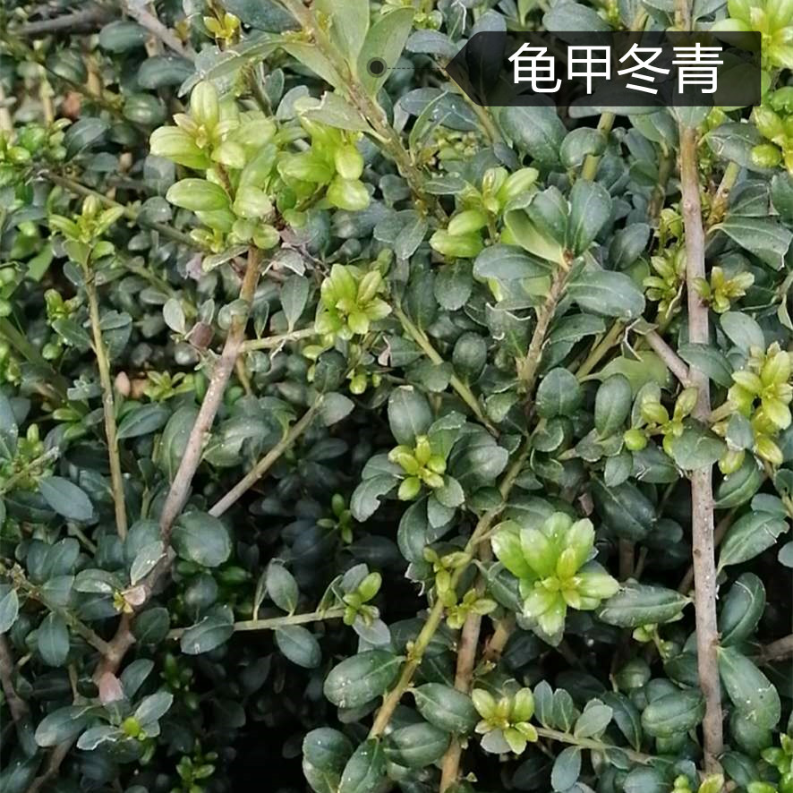 龟甲冬青 基地发货 华德绿化苗龟甲冬青价格