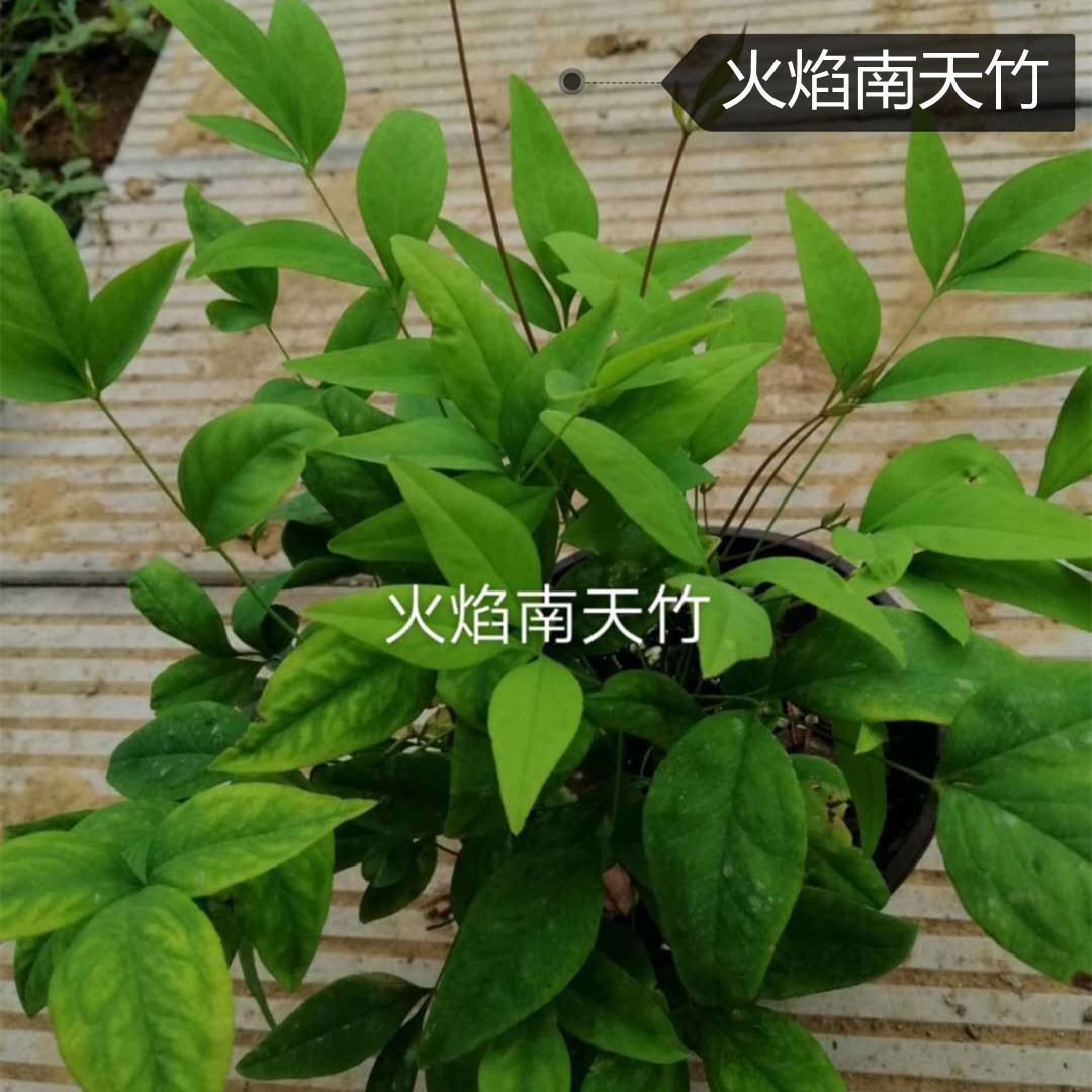 火焰南天竹价格 火焰南天竹 绿化苗木