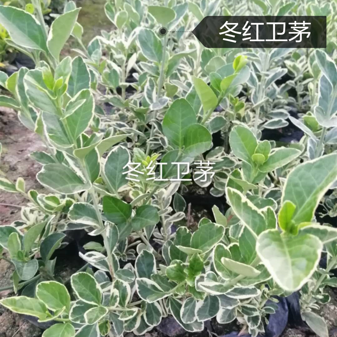 冬红卫茅价格 冬红卫茅大量批发 冬红卫茅直售 冬红卫茅 绿化苗木