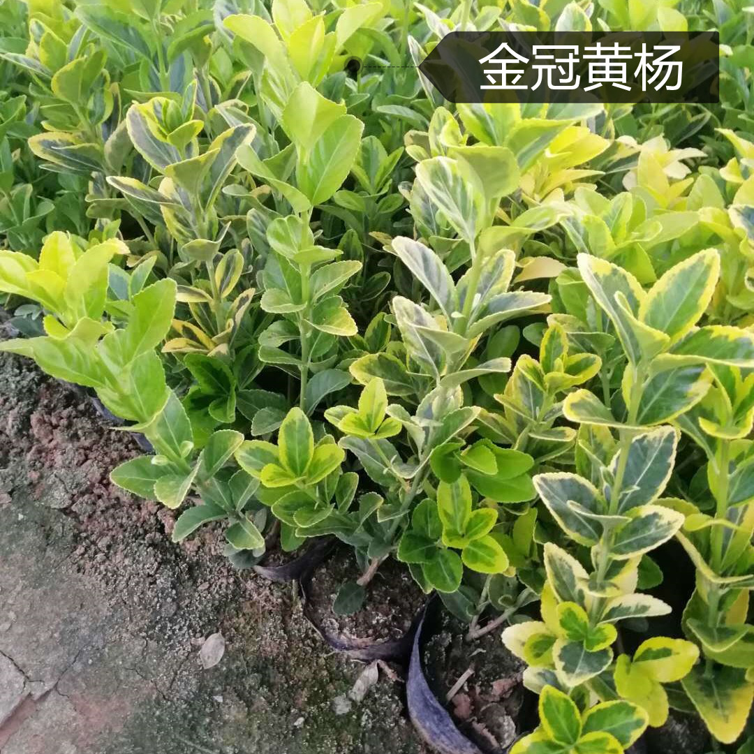 金冠黄杨销售商   金冠黄杨种植基地  金冠黄杨培育基地 绿化苗木