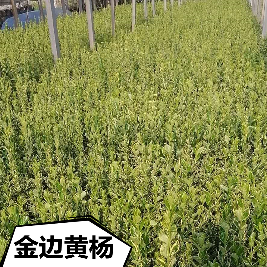 金边黄杨 金边黄杨价格 金边黄杨批发 金边黄杨直售  绿化苗木