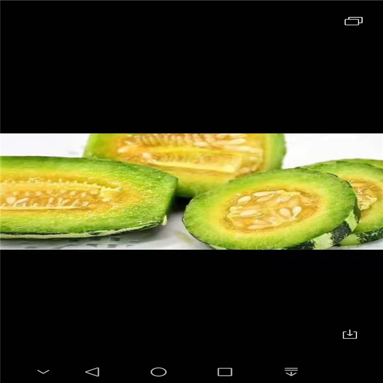 寿光常年销售博洋9甜瓜苗    博洋9甜瓜苗苗场直供