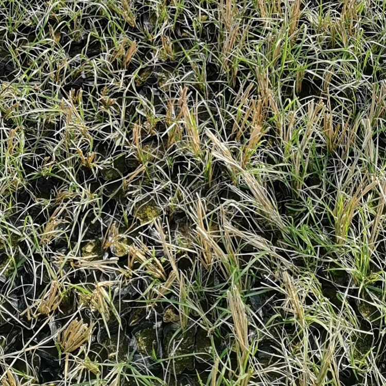 双亚花卉狼尾草种植基地出售 狼尾草价格优惠