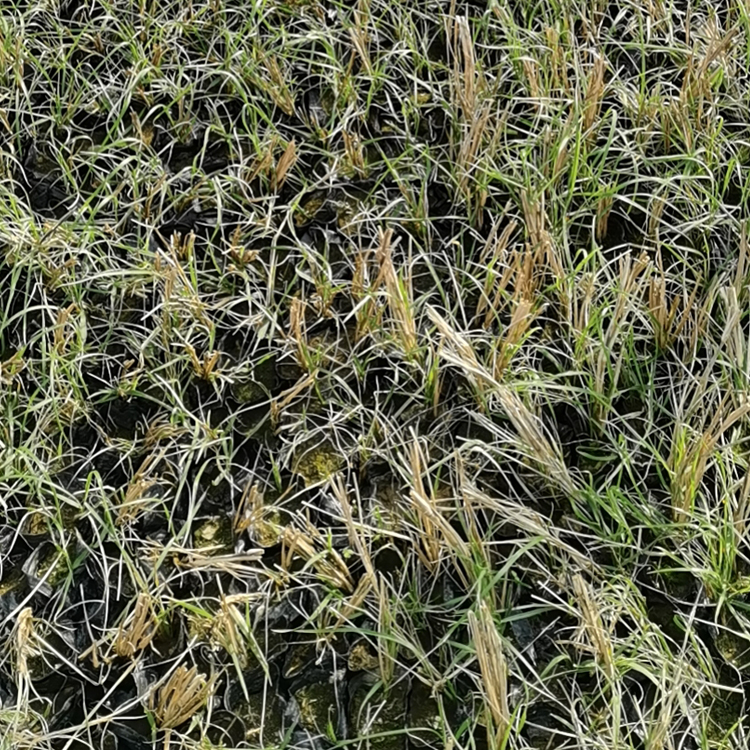小兔子狼尾草小苗 双亚小兔子狼尾草小苗种植基地出售 观赏价值高
