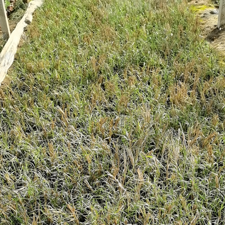 双亚花卉小兔子狼尾草种植基地供应 小兔子狼尾草观赏价值高