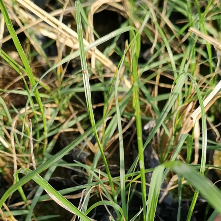 双亚小兔子狼尾草小苗种植基地供应 小兔子狼尾草小苗耐适度干旱