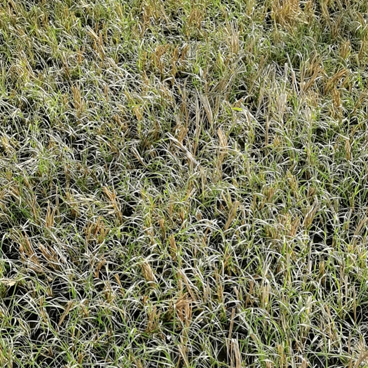小兔子狼尾草小苗 双亚花卉小兔子狼尾草小苗种植基地出售 大量批发
