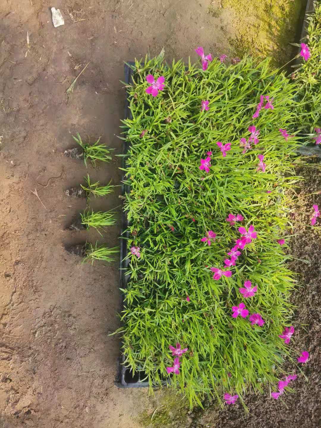 欧石竹穴盘苗远创花卉直销