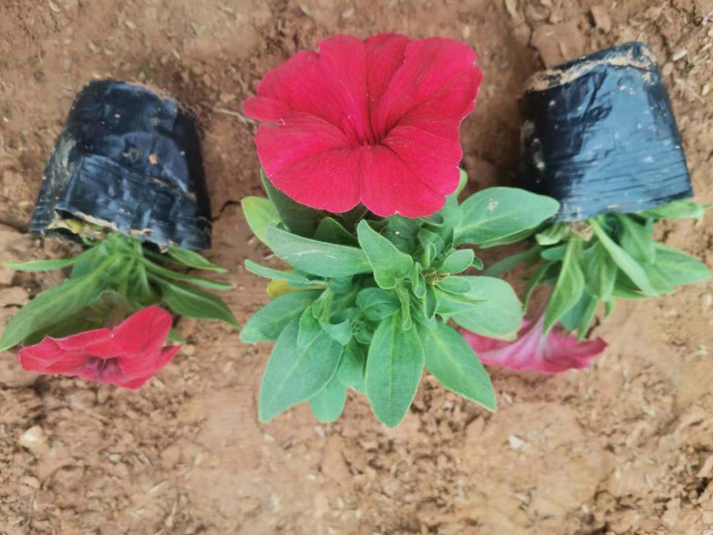 矮牵牛基地直销