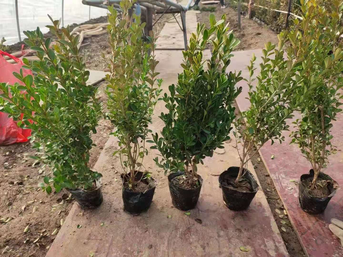 瓜子黄杨远创花卉直销