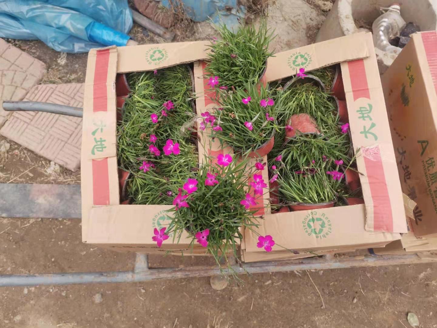 欧石竹基地直销
