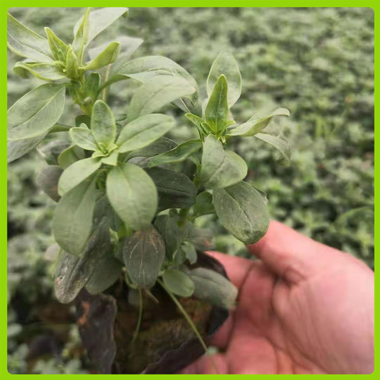 花海用金鱼草 青州金鱼草种植基地 价格优惠欢迎咨询
