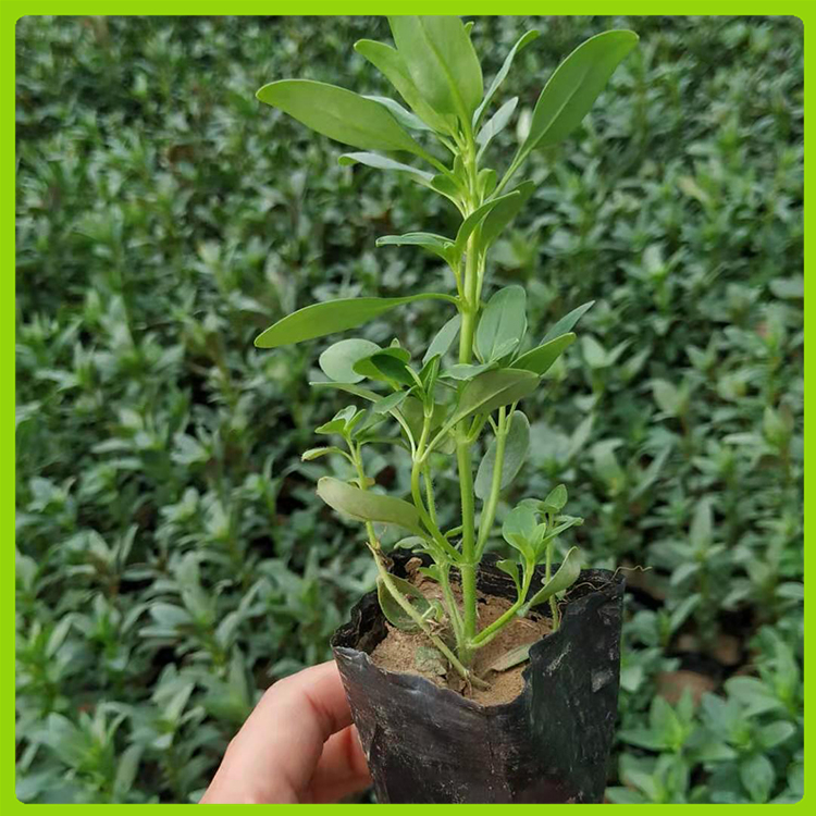 山东草花基地 草花杯苗 各种草花小苗