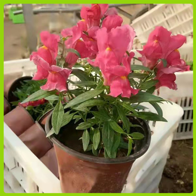基地供应金鱼草 庭院种植花卉 盆栽金鱼草 欣美