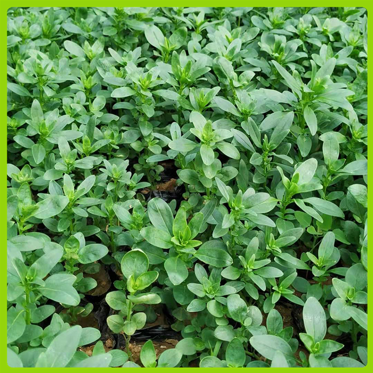 洋彩雀 金鱼草营养杯优惠 青州多年生草花供应