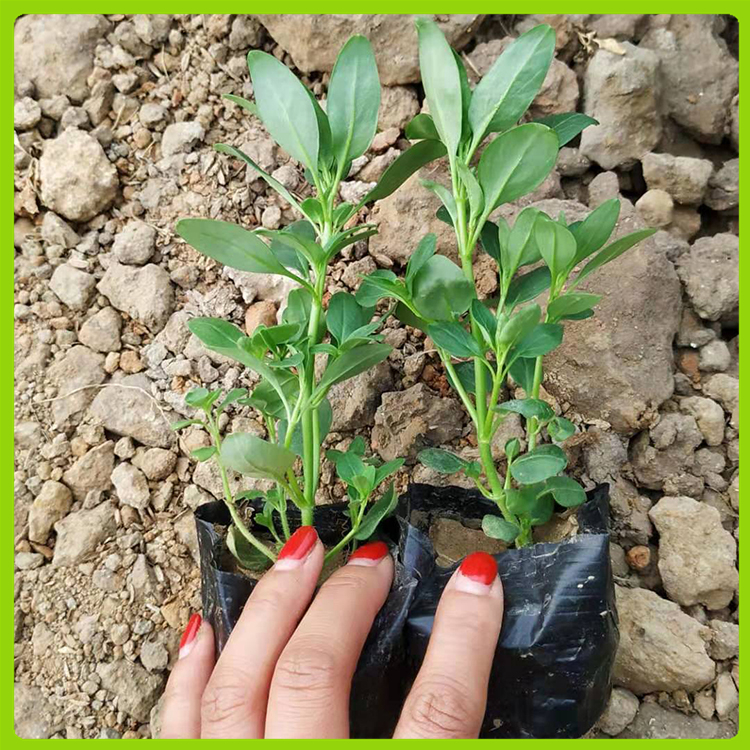 金鱼草供应 花海花坛点缀植物 山东花卉种植基地