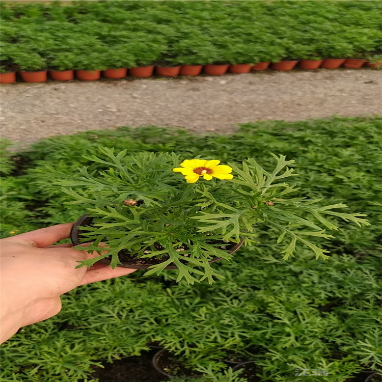 木茼蒿种植基地 青州木茼蒿价格 盆栽木茼蒿批发 江瑞花卉