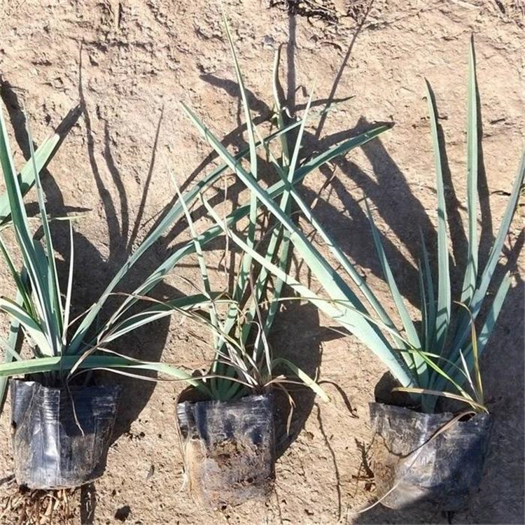 紫露草批发价 山东青州紫露草基地出售 紫露草大量供应 欢迎致电咨询