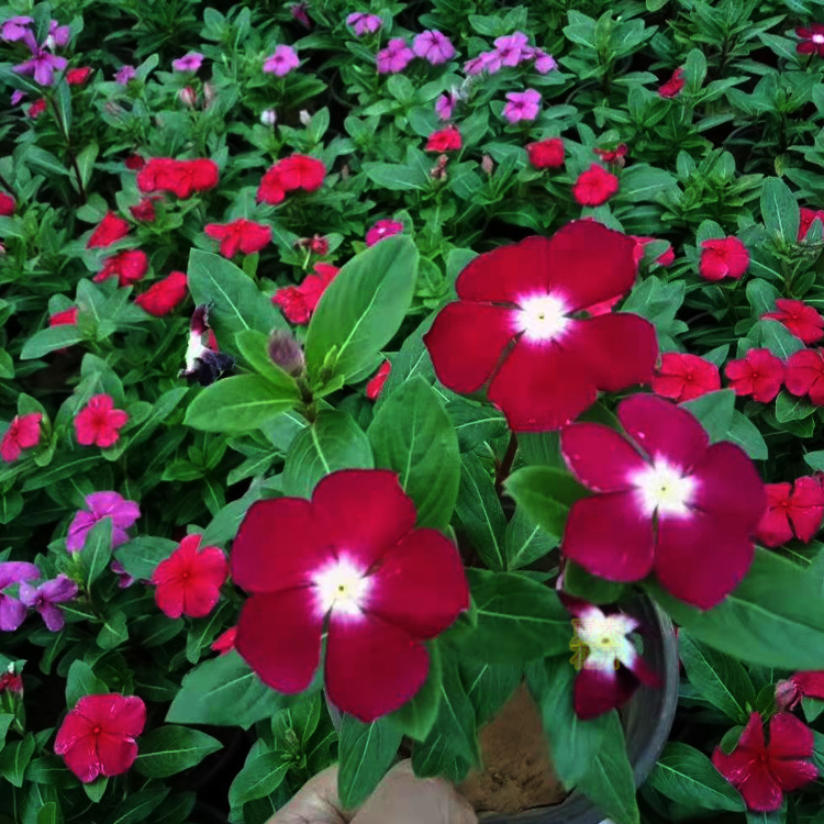 长春花批发 长春花小苗 长春花种植基地