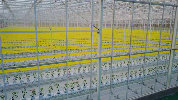薄膜温室价格 连栋薄膜温室行情 温室建设项目 温室骨架