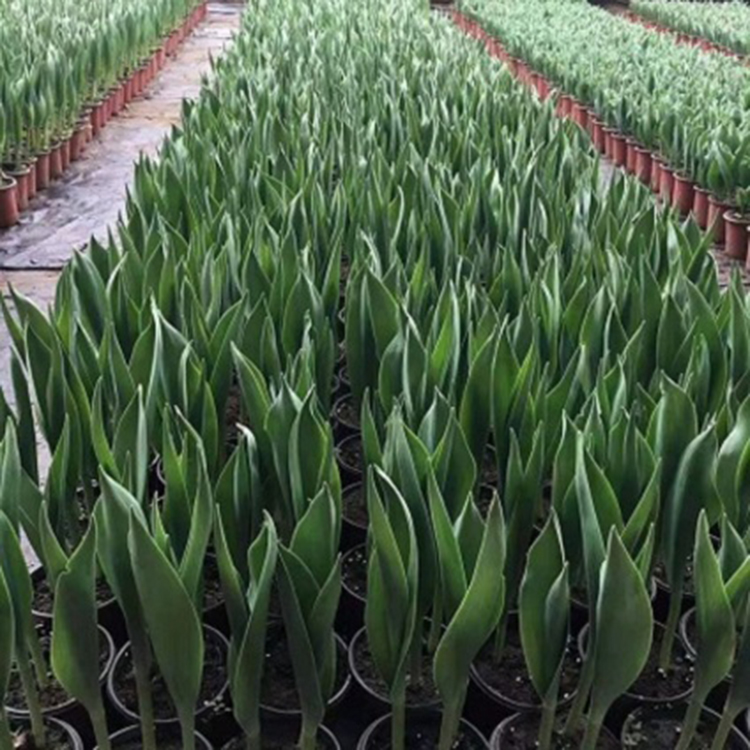 四季开花草花 观花郁金香 山东多年生草花基地 郁金香种植基地